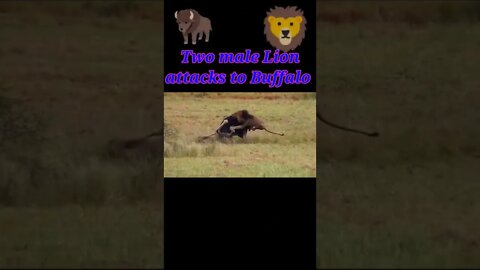 Two male Lion attack to buffalo 2022🦬#youtubeshorts #shorts #shortvideo
