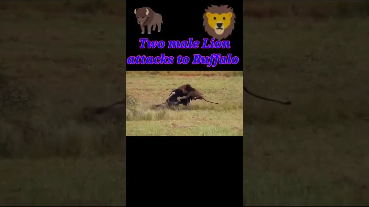 Two male Lion attack to buffalo 2022🦬#youtubeshorts #shorts #shortvideo