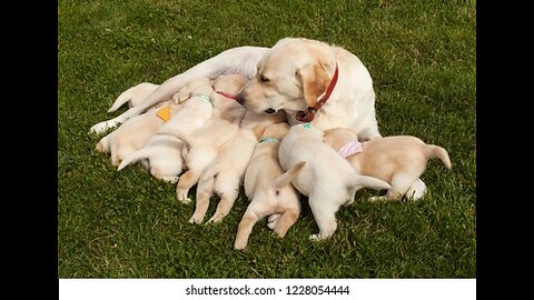 Mom are suckling and your puppy