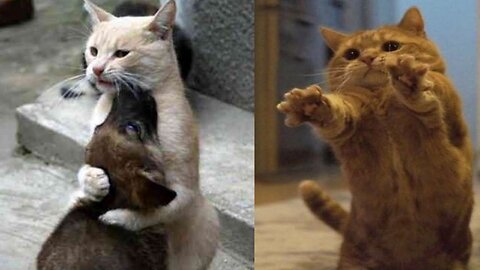 Silly cats and dog are so excited...
