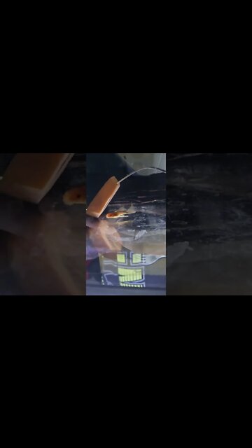 Super Red Longfin Bristlenose - Subscribe for more