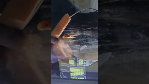 Super Red Longfin Bristlenose - Subscribe for more