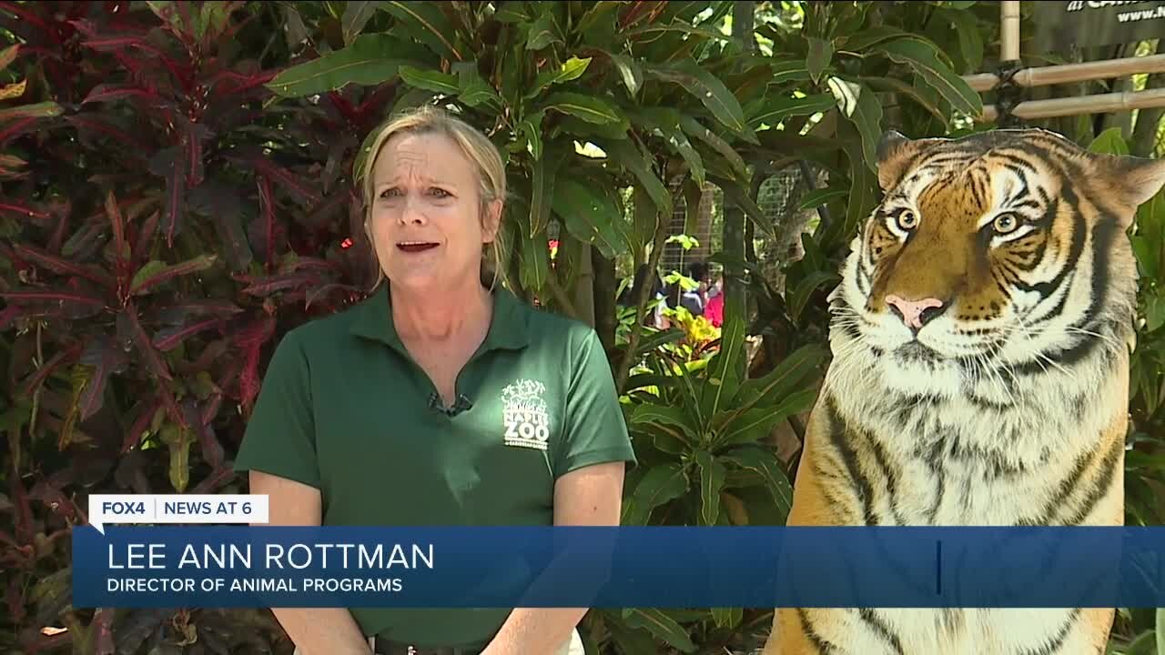 Naples Zoo announces arrival of new Malayan tiger