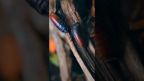 unbelievable animals #shorts #animals