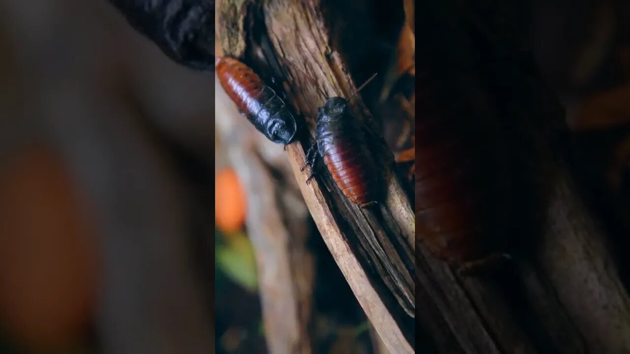 unbelievable animals #shorts #animals