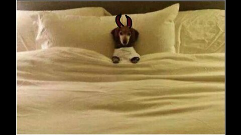 Unfiltered paranormal activity with my dawg interacting with spirt...