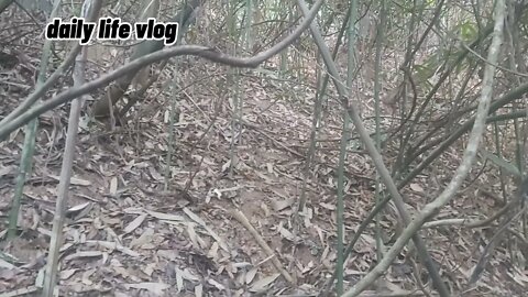 End of season bitter bamboo shoots