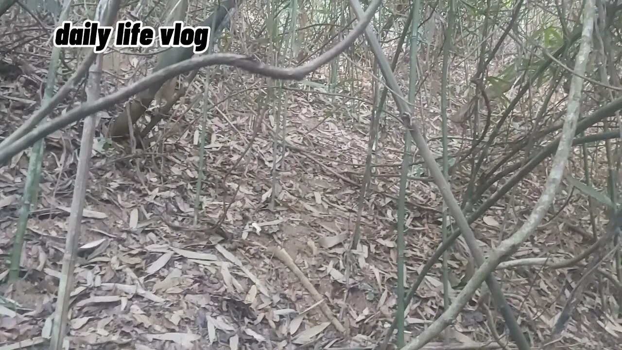 End of season bitter bamboo shoots