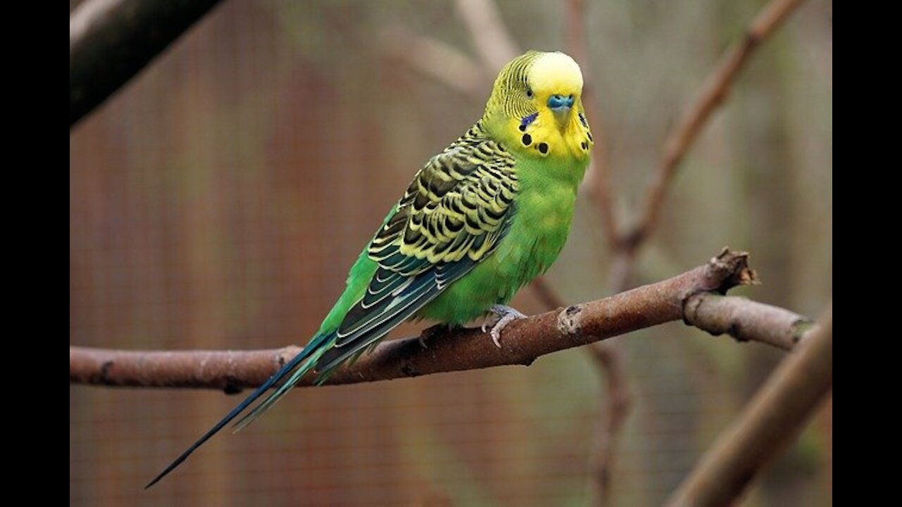 The most beautiful parrots on the planet