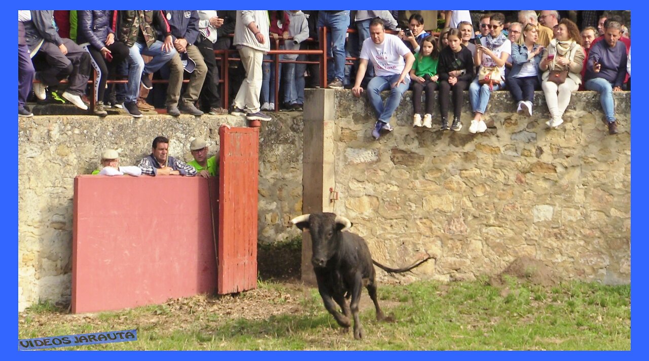 SORIA ( MONTE VALONSADERO ) DESEMBARQUE DE NOVILLOS ( SABADO 3 JUNIO 2023 ) GANAD.LA CARDENILLA