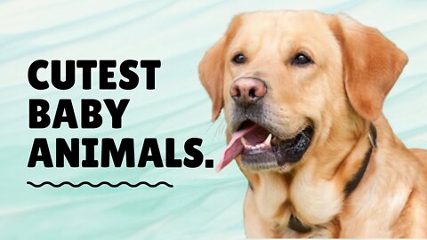 Cutest baby animals Videos Compilation Cute moment of the Animals - Cutest Animals