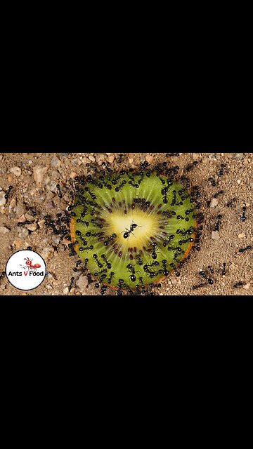 Ant Colony vs Kiwi Fruit Time-Lapse #short