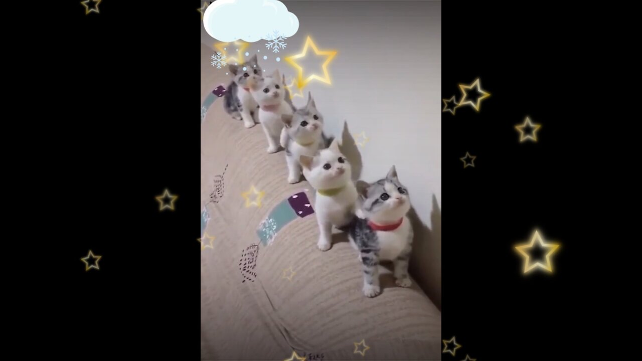 Cute cats/ dancing cats/ funny cats