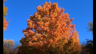 Most Amazing Sugar Maple I have Ever Seen!