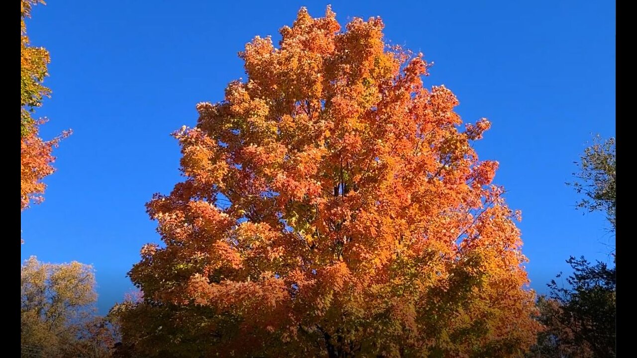 Most Amazing Sugar Maple I have Ever Seen!