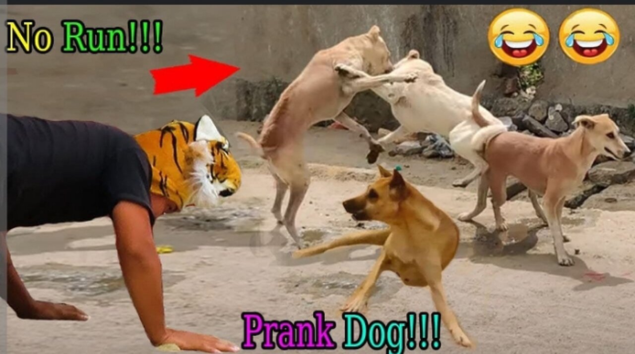 Funny_animals😂😂😂😂#prank_dog🤣🤣