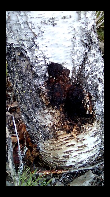 Inonotus obliquus, chaga mushroom fungus on a birch