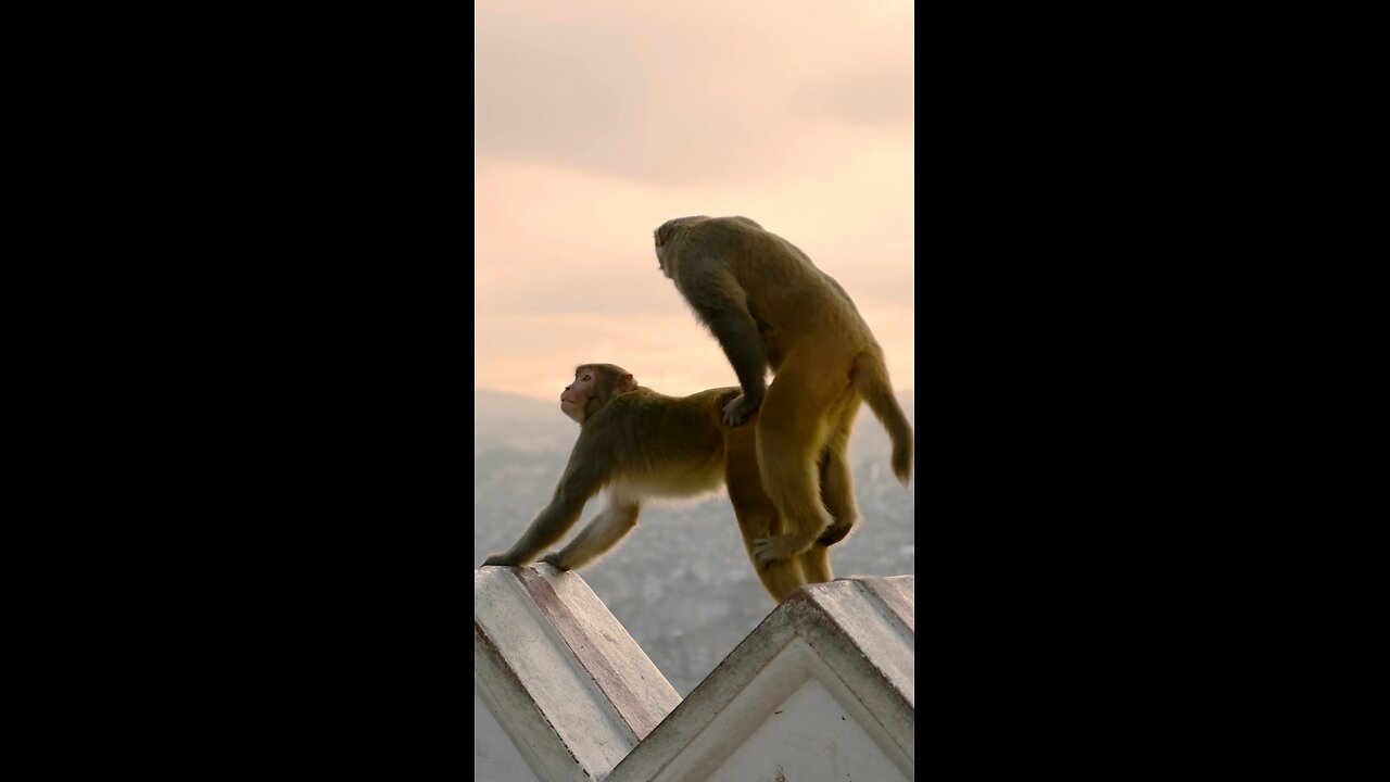 Monkey buisnes