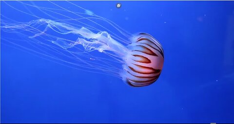 A Group Of Jellyfish Swimming Underwater On Display In An Aquarium