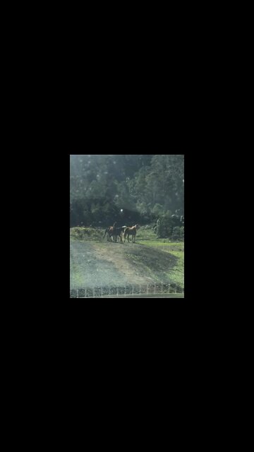 Horses watching us from the side of the road