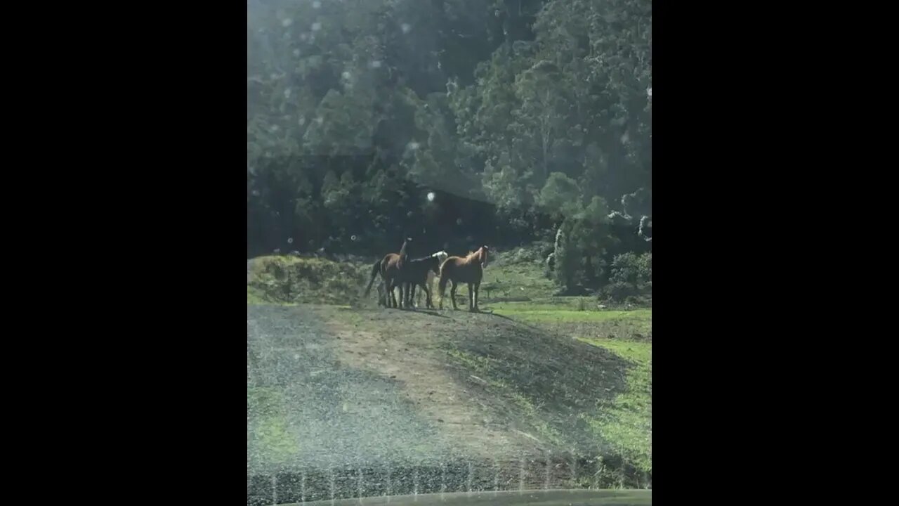 Horses watching us from the side of the road