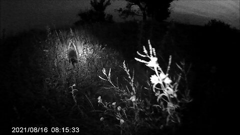 Night Hike Critters: Toad & Large Porcupine