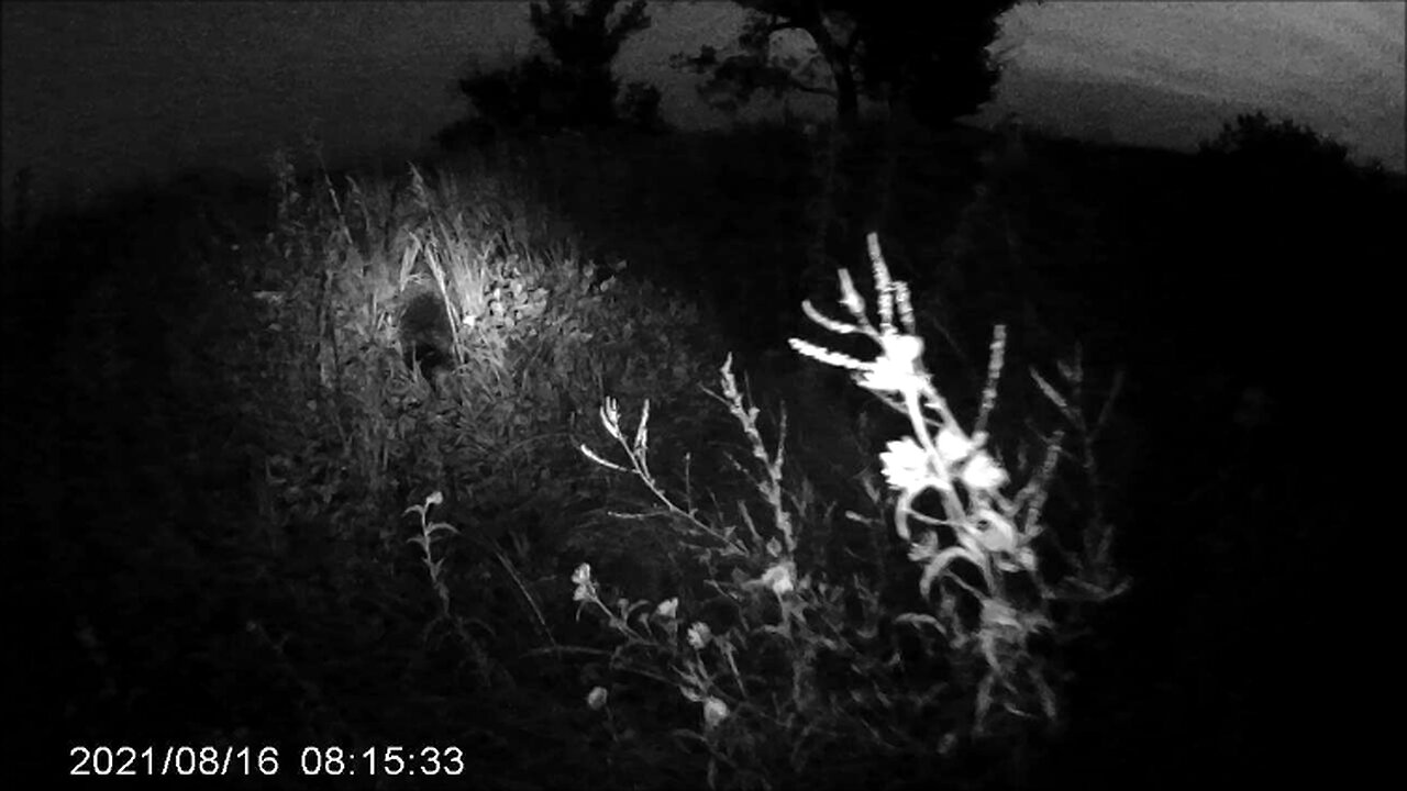 Night Hike Critters: Toad & Large Porcupine