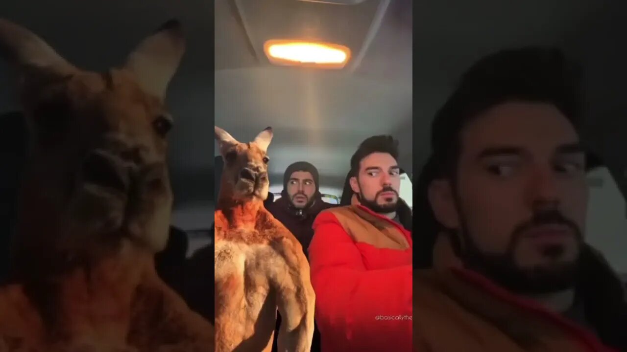 pegando uma carona #shorts