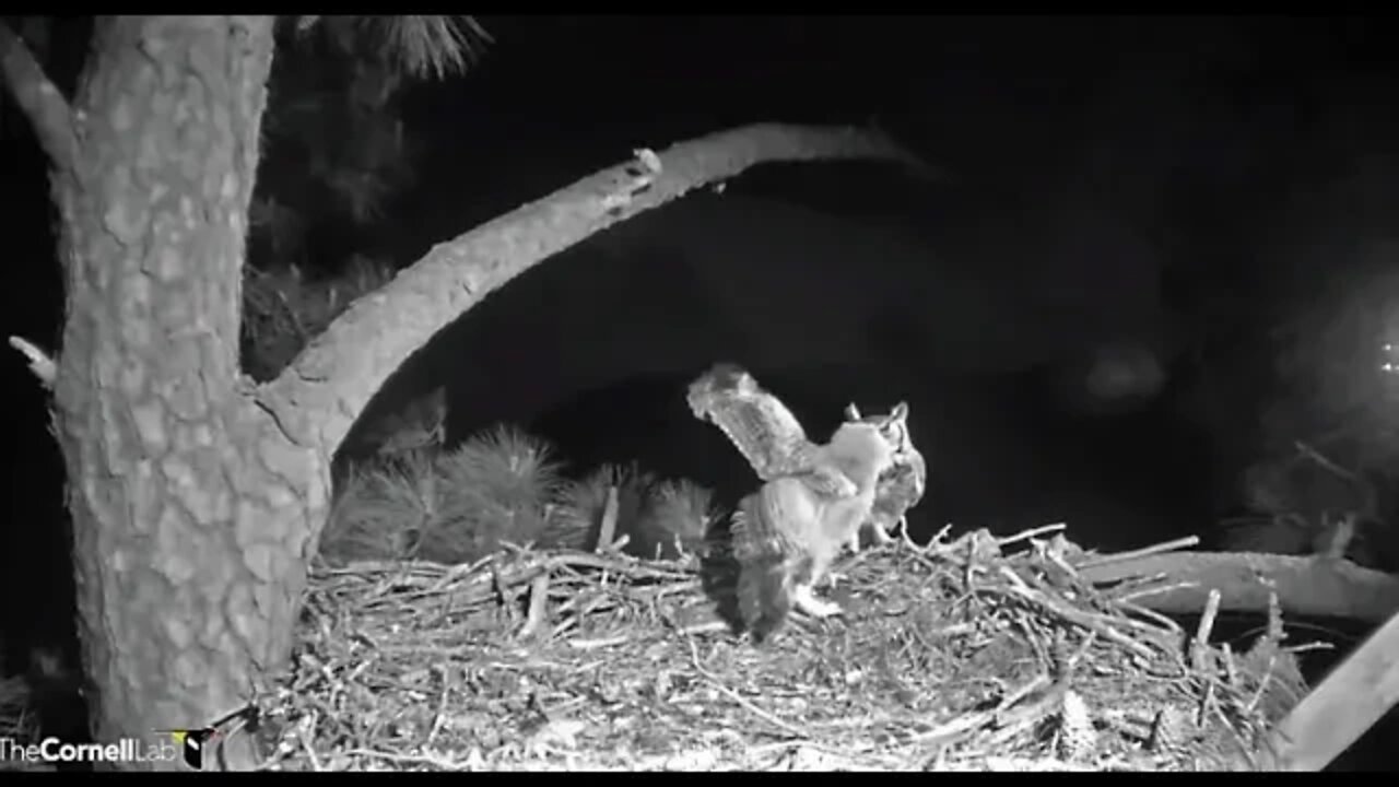 Dad Delivers a Bat to His Owlet-Cam One 🦉 3/25/22 20:18