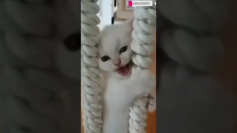 cute cat videos 😹 funny videos 😂🤣