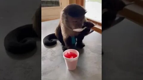 🍧🍧🍧Daddy is home from work and brought me a special treat!!! 🍧🍧🍧