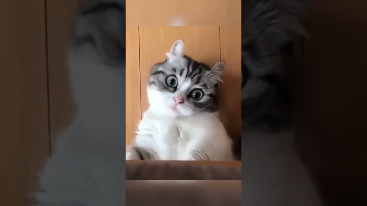 Funny🤣 video 🐱cat part 3 • 2023 •