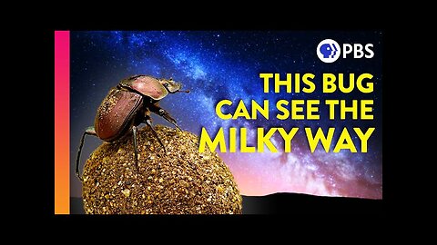 Why Dung Beetles Stare At the Stars | IN OUR NATURE