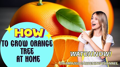 How to Grow Oranges tree at home I Grow Orange tree at home I Amazed Gardening I Amazed Gardening