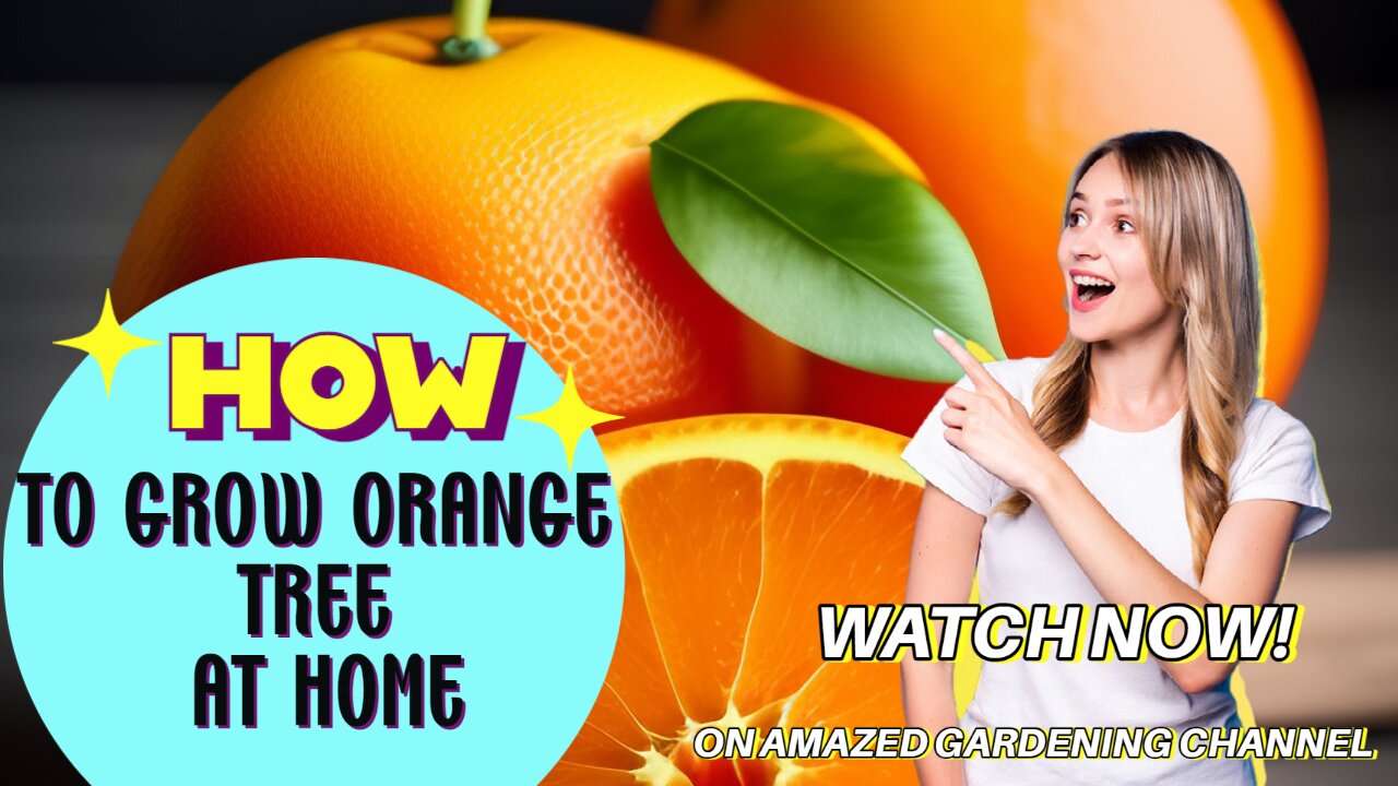 How to Grow Oranges tree at home I Grow Orange tree at home I Amazed Gardening I Amazed Gardening
