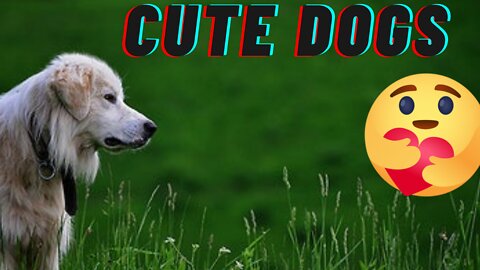 ❤️cute little dog, funny Animals,baby animals for kids❤️