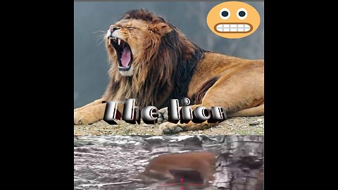 The lions.