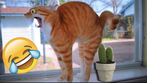 Funny and funny moments with cats !!!!!