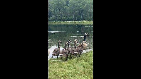 Beautiful Geese and Goslings 🥰