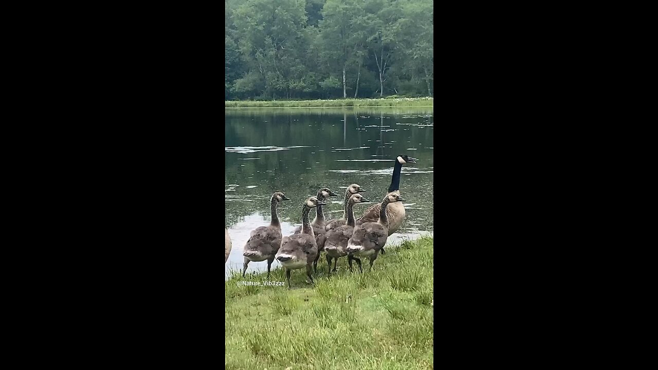 Beautiful Geese and Goslings 🥰