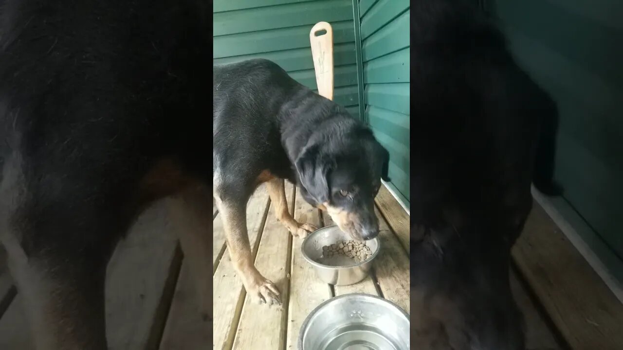 Rottweiler eating ASMR Chewing Sounds #Shorts #rottweiler 😍💖💜💛