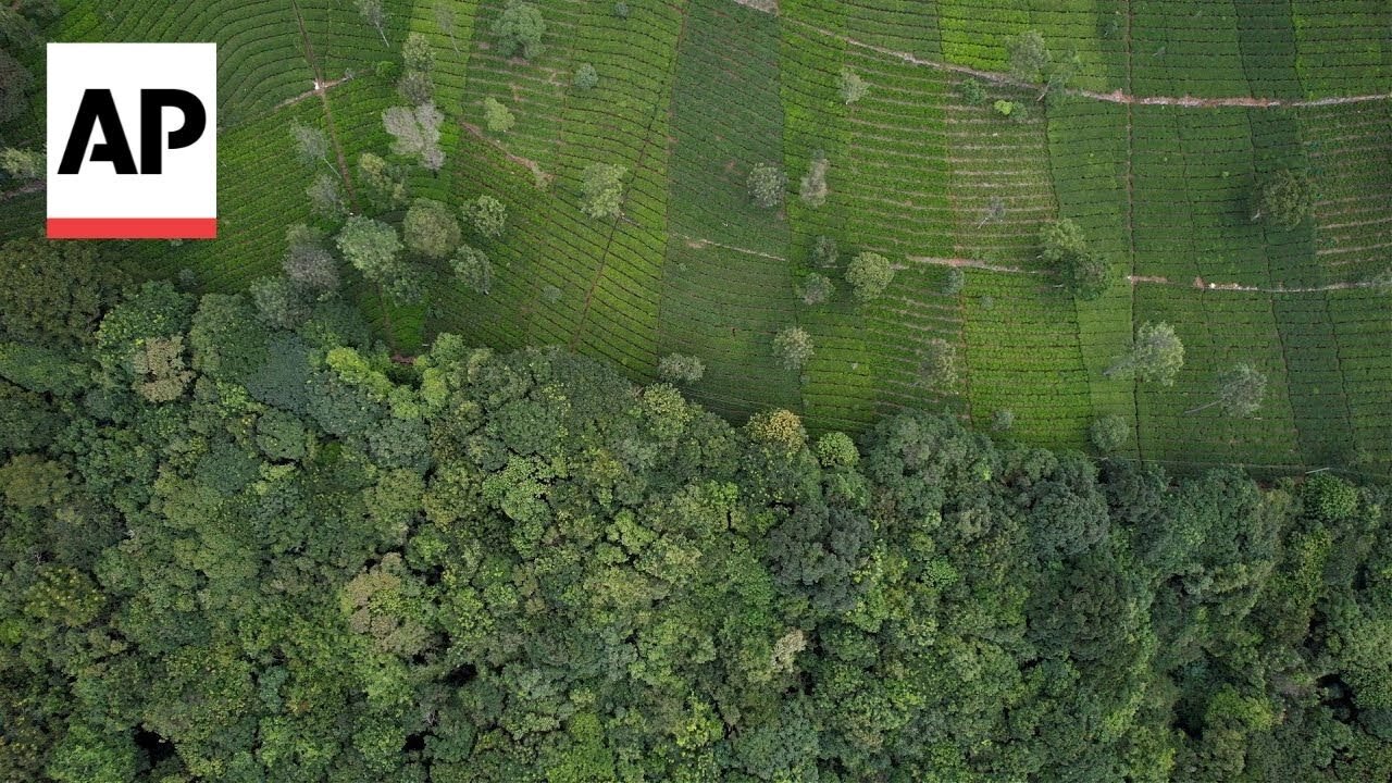 In southern India's tea country, efforts are brewing to bring back native forests