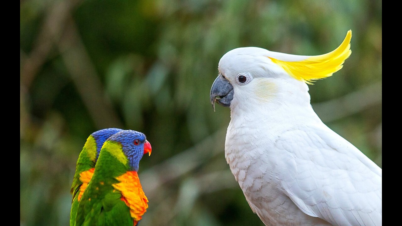 Dancing White Parrot - Great Video