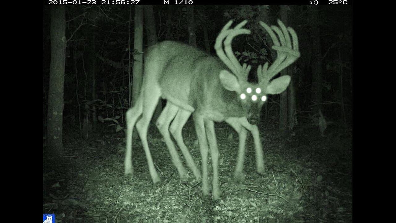 Bull Headed Not-Deer see at Lake Conroe, Texas