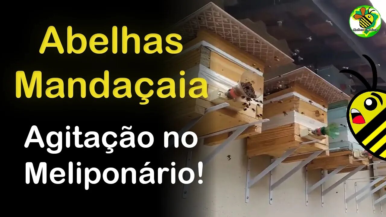 Enxame de abelhas Mandaçaia grande revoada no meliponário