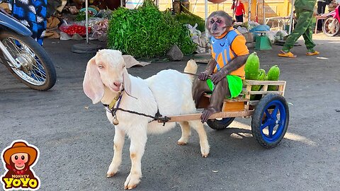 YoYo JR takes the goat to harvest fruit to sell