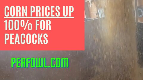 Corn Prices Up 100 Percent for peacocks, Peacock Minute, peafowl.com