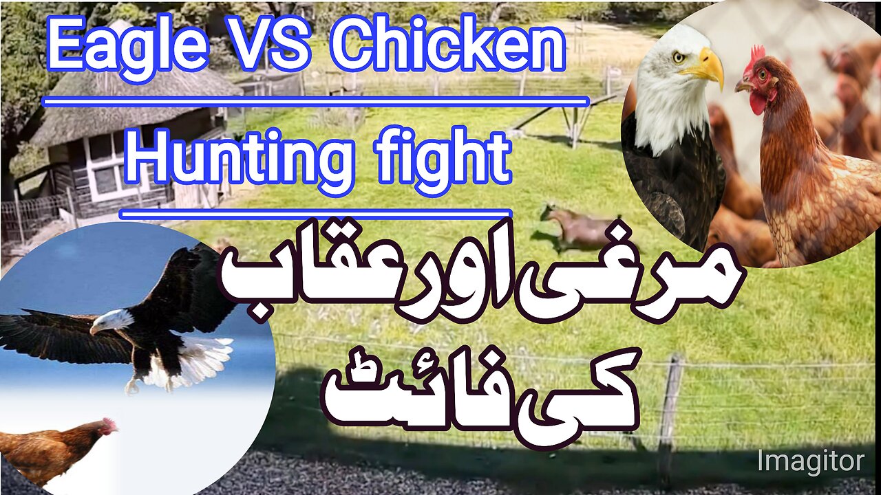 Eagle VS Chicken Hunting fight | Eagle and chicken fight |