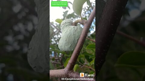 Frutos da Caatinga Nordeste