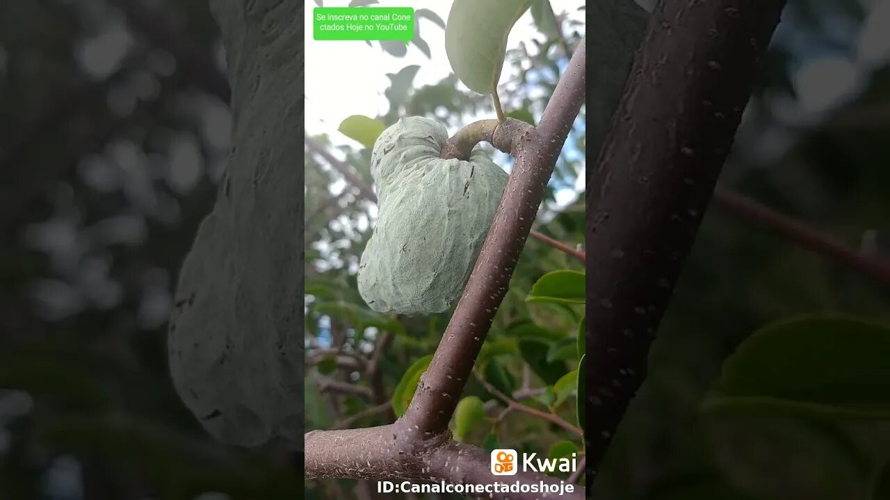 Frutos da Caatinga Nordeste